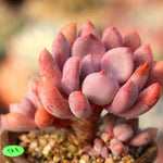 PRESALE Echeveria Cupid Cluster, (Not so Random)
