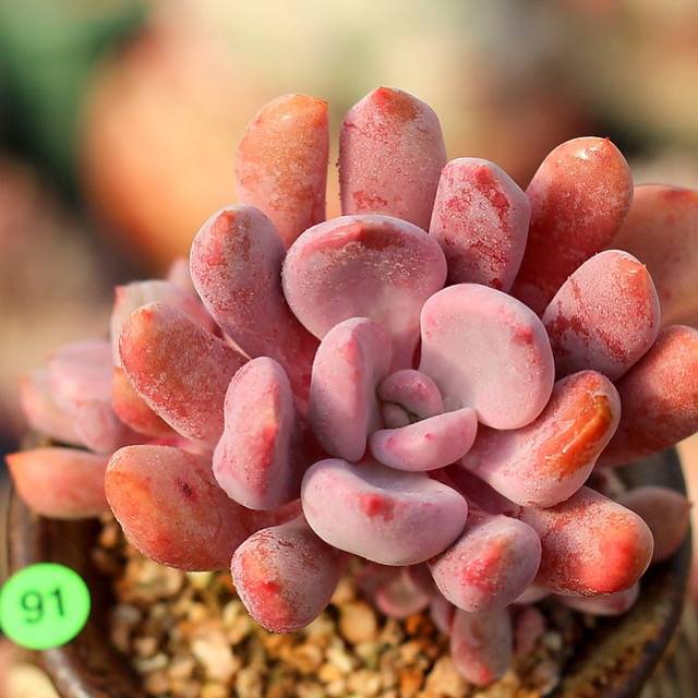 PRESALE Echeveria Cupid Cluster, (Not so Random)