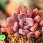 PRESALE Echeveria Cupid Cluster, (Not so Random)