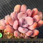 PRESALE Echeveria Cupid Cluster, (Not so Random)