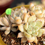 PRESALE Echeveria Sp. Cluster,, (Not so Random)