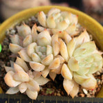 PRESALE Echeveria Sp. Cluster,, (Not so Random)