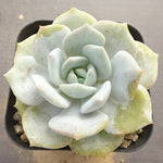 PRESALE Echeveria Canary Lauii Hybrid, (Not so Random)