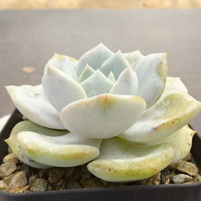 PRESALE Echeveria Canary Lauii Hybrid, (Not so Random)