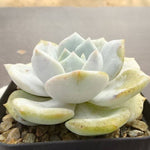 PRESALE Echeveria Canary Lauii Hybrid, (Not so Random)