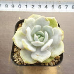 PRESALE Echeveria Canary Lauii Hybrid, (Not so Random)