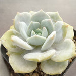 PRESALE Echeveria Canary Lauii Hybrid, (Not so Random)