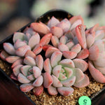 PRESALE Echeveria Sugar Pink Cluster, (Not so Random)