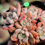 PRESALE Echeveria Sugar Pink Cluster, (Not so Random)