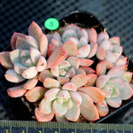 PRESALE Echeveria Sugar Pink Cluster, (Not so Random)