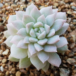 PRESALE Echeveria Prolifica, Variegata, (Random)