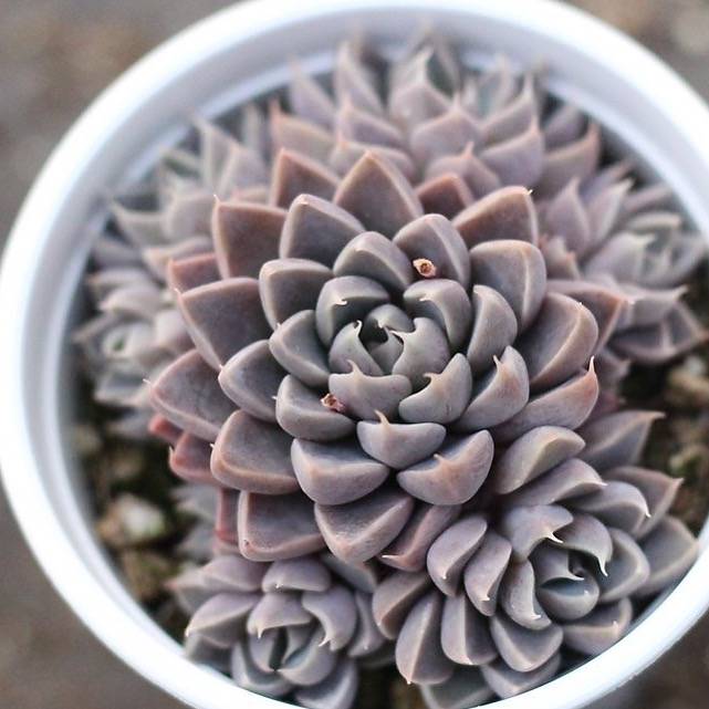 succulent wind chime PRESALE Echeveria 'Wind of Change' (Cluster) – Cedar Creek Farmhouse