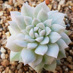 PRESALE Echeveria Prolifica, Variegata, (Random)