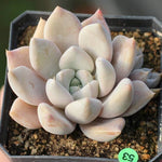 PRESALE Echeveria Jin Ju, (Random)