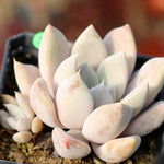 PRESALE Echeveria Jin Ju, (Random)