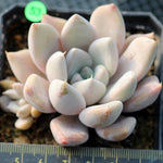 PRESALE Echeveria Jin Ju, (Random)