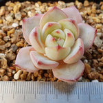 PRESALE Echeveria 'Red Moon,' (Random)