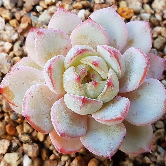 PRESALE Echeveria 'Red Moon,' (Random)