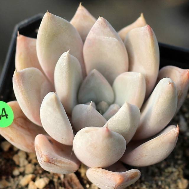 PRESALE Echeveria Jin Ju, (Random)