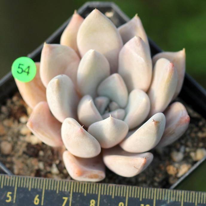 PRESALE Echeveria Jin Ju, (Random)