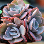 PRESALE Echeveria Dusty Rose Clusters, (Random)