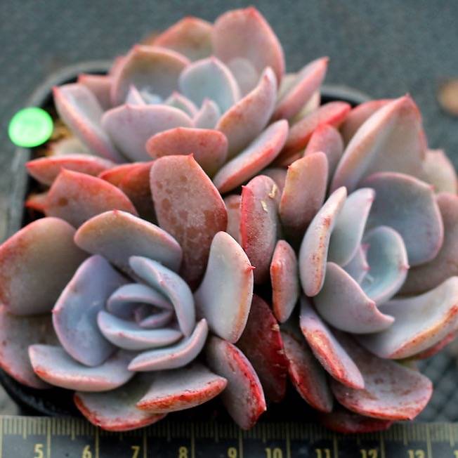 PRESALE Echeveria Dusty Rose Clusters, (Random)