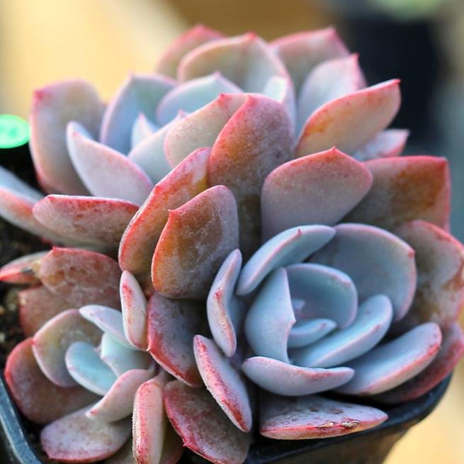 PRESALE Echeveria Dusty Rose Clusters, (Random)