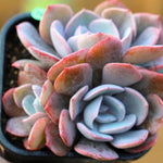 PRESALE Echeveria Dusty Rose Clusters, (Random)