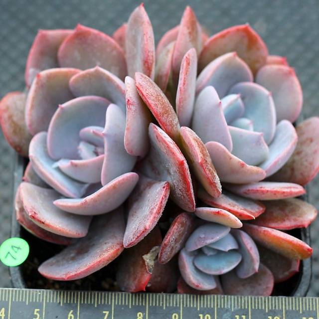 PRESALE Echeveria Dusty Rose Clusters, (Random)