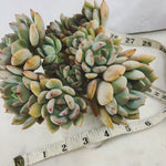 Graptoveria A Grimm One (Cluster)