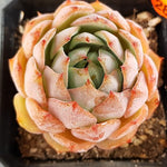 Echeveria Francesco Baldi, (Random)