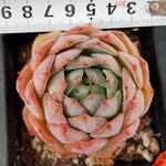 Echeveria Francesco Baldi, (Random)