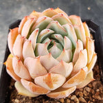 Echeveria Francesco Baldi, (Random)