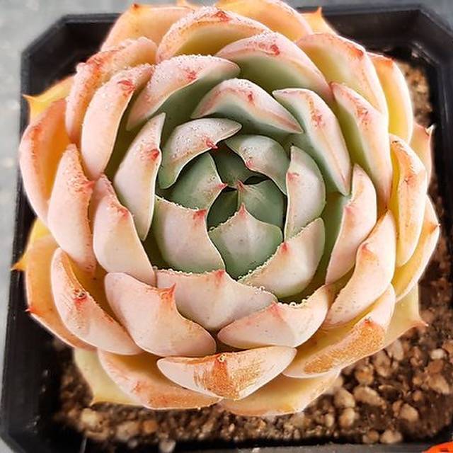 Echeveria Francesco Baldi, (Random)