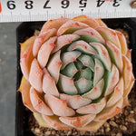 Echeveria Francesco Baldi, (Random)