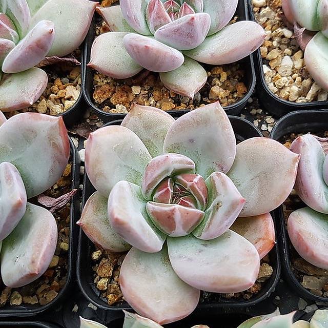 Echeveria 'White' Champagne, (Random)