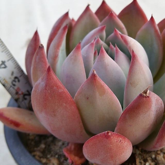 PRESALE Echeveria Colorata Hybrid, (Not so Random)