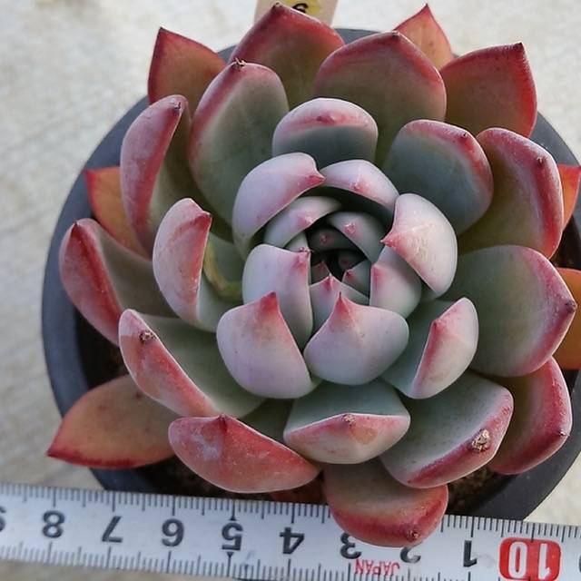 PRESALE Echeveria Colorata Hybrid, (Not so Random)