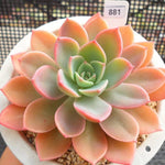 PRESALE Echeveria Tinkerbell, (Random)