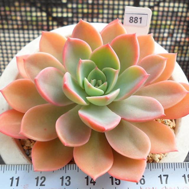 PRESALE Echeveria Tinkerbell, (Random)