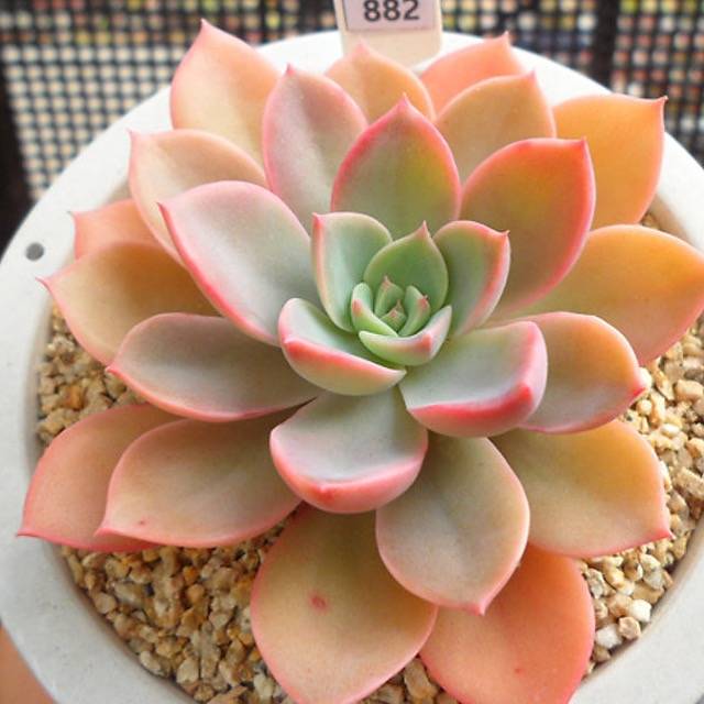 PRESALE Echeveria Tinkerbell, (Random)