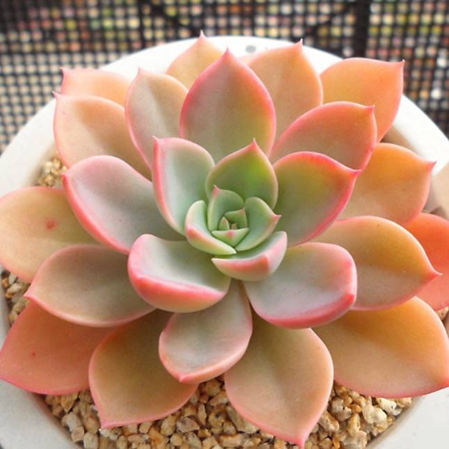 PRESALE Echeveria Tinkerbell, (Random)