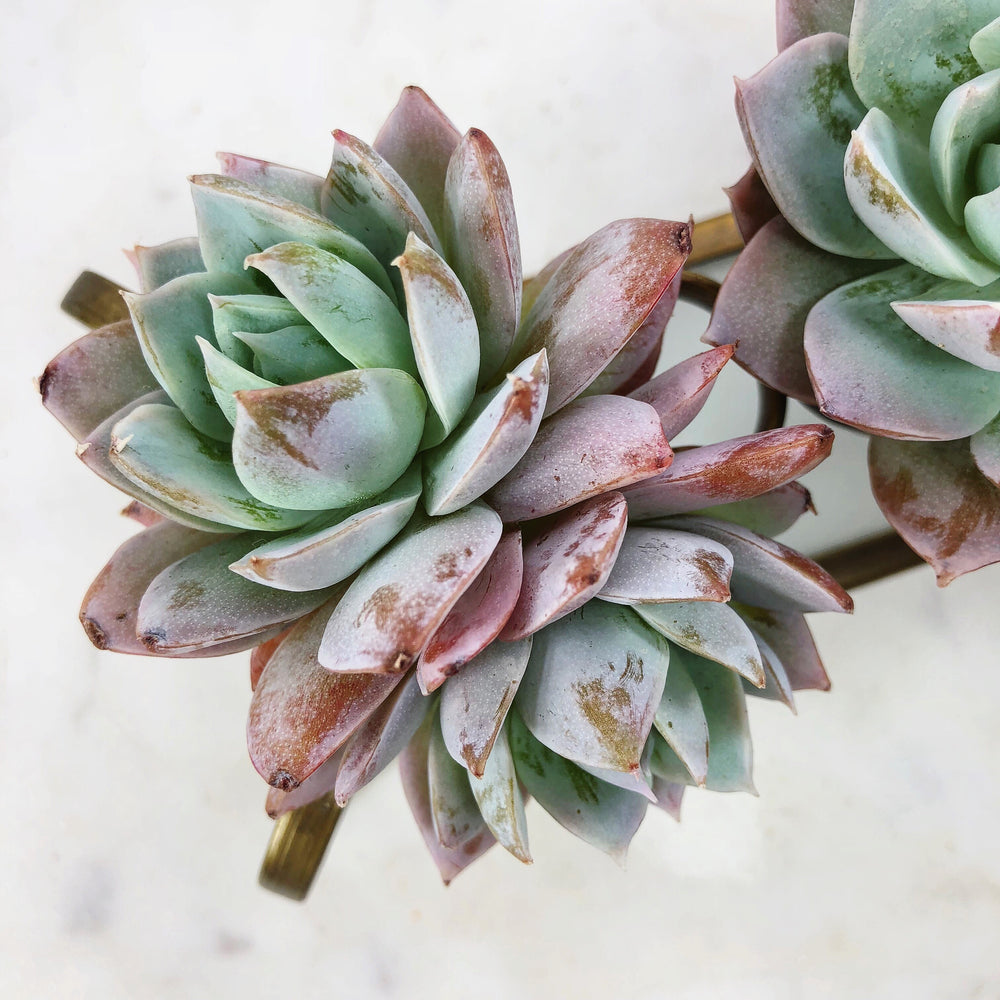 Sedum Suaveolens (Double)