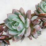 Sedum Suaveolens (Double)