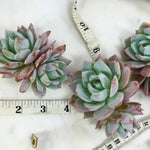 Sedum Suaveolens (Double)