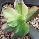 PRESALE Echeveria Pre Madonna, (Not so Random)
