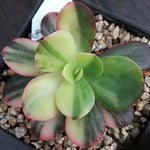 PRESALE Echeveria Pre Madonna, (Not so Random)