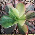 PRESALE Echeveria Pre Madonna, (Not so Random)