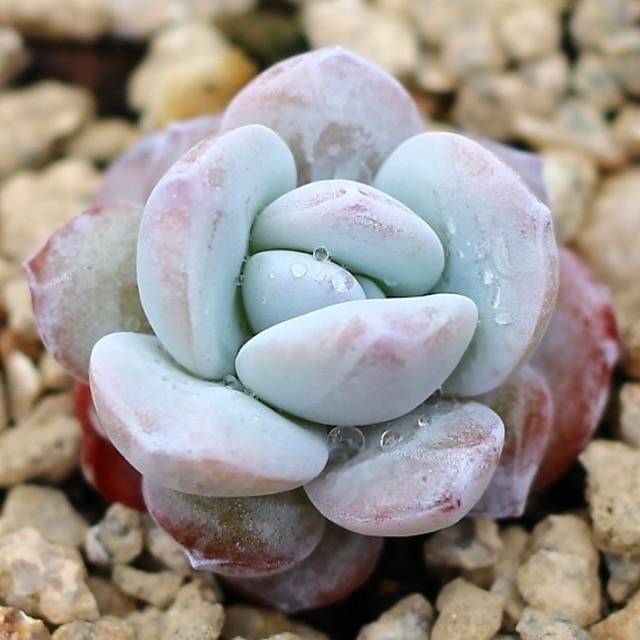 PRESALE Echeveria Lauii (Hybrid?)