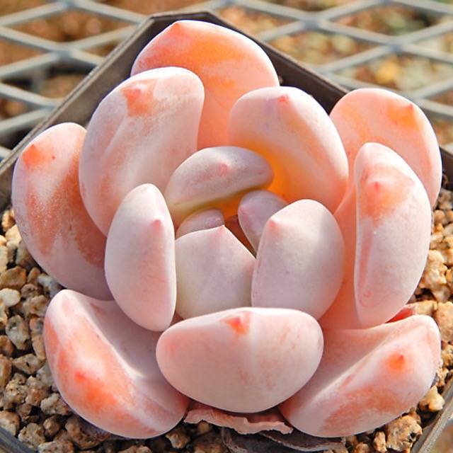 PRESALE Echeveria Orange Monroe, (Random)